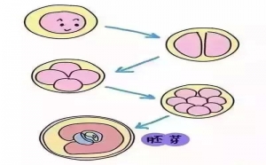 做人工受精双胞胎费用是多少？-柬埔寨试管婴儿须知