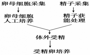 体外受精费用多少钱？整个流程是怎么样的？-第三代试管婴儿百科