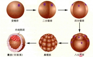 柳州可以做三代试管选男孩吗？求子家庭快来围观！