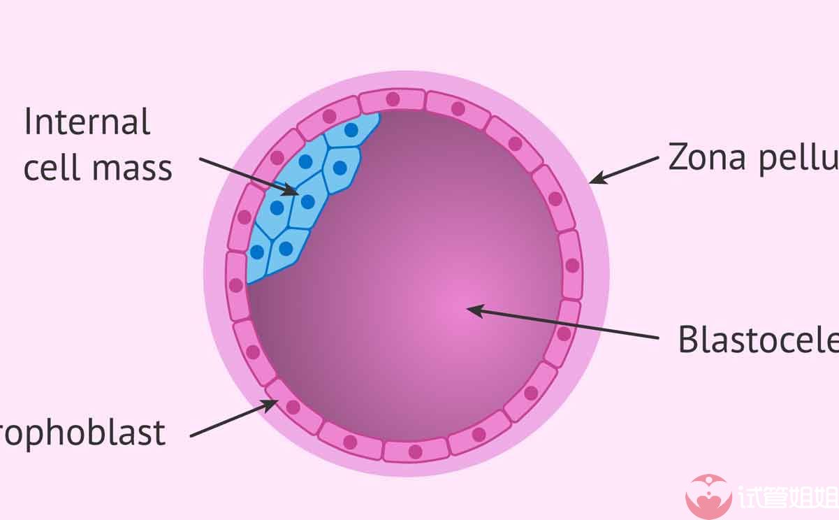 囊胚的怀孕率更高