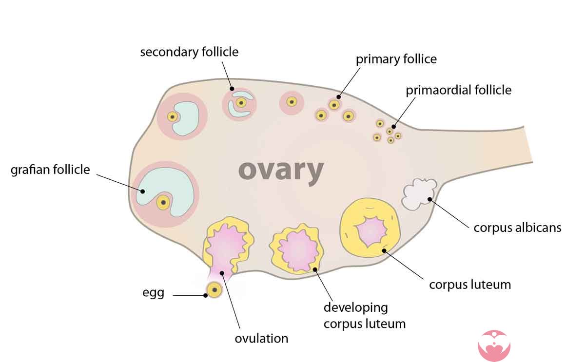 卵泡生长规律