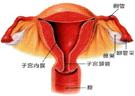 内膜薄可以做试管吗