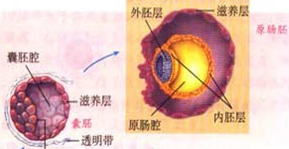 一个囊胚移植成功率是多少