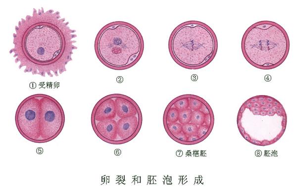 试管三代着床率