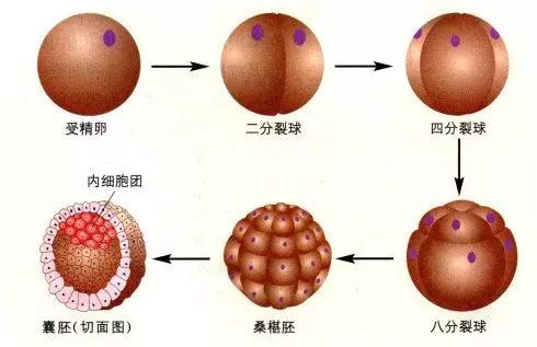 试管囊胚的成功率有多高？囊胚的好处有哪些呢？