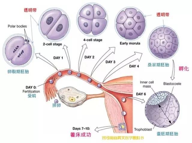 试管第二次移植成功率