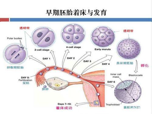 胎停育怎么预防