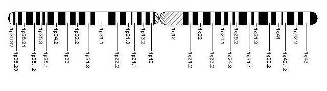 1p36缺失综合症染色体图