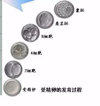 受精卵的发育过程