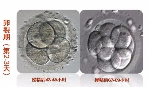 胚胎发育第2-3天