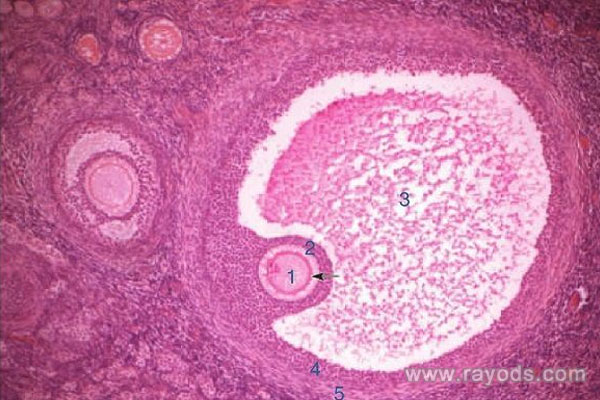 卵母细胞、卵子、卵泡的区别,卵母细胞的分类(图1)